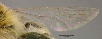 Media type: image;   Entomology 609582 Aspect: hind wing
